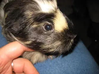 Betsy Chin Rubs 2.webp