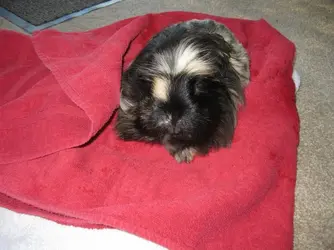 Betsy Bum Bath 1.webp Betsy Bum Bath 1.webp