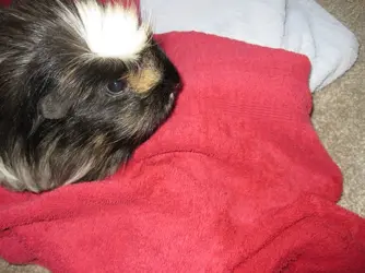 Betsy Bum Bath 2.webp Betsy Bum Bath 2.webp