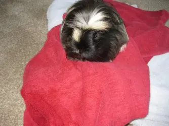 Betsy Bum Bath 3.webp Betsy Bum Bath 3.webp