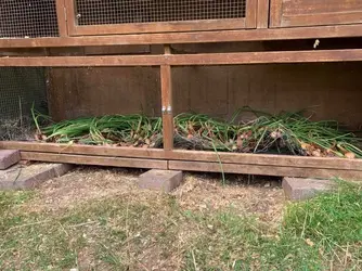 shallots.webp