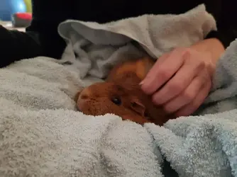 Violet Cuddling.webp