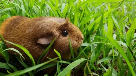 Violet enjoying grass.webp