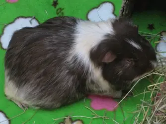 Patsy eating hay.webp