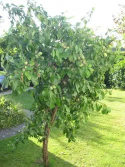 Plum tree Aug 2021 2.webp