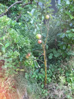 Apples Aug 2021.webp