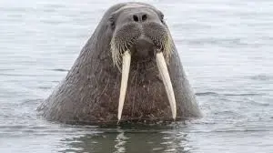 walrus.webp