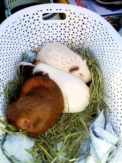 Bonding 3.webp