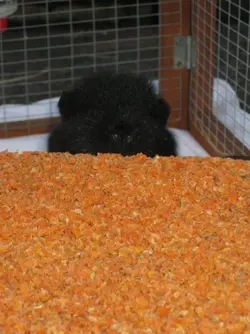 Meg Carrot Cottage Peekaboo 2.webp Meg Carrot Cottage Peekaboo 2.webp