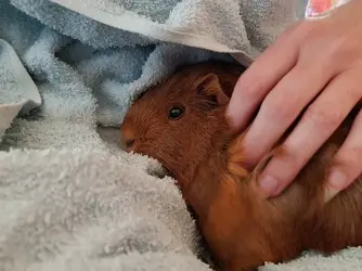 Violet cuddles 2.webp