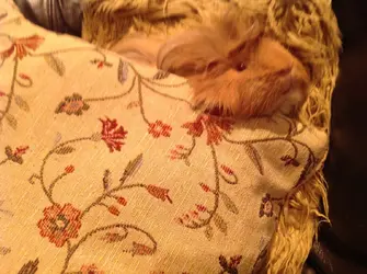 image.webp