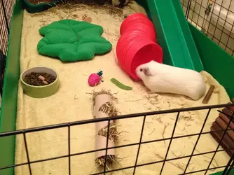 Pigs9.webp