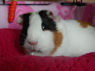 meeka.webp
