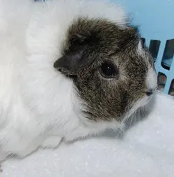 My Guinea Pigs (58).webp