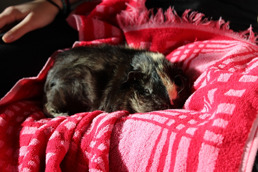 IMG_2691-10281(rev 0).webp