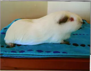 My Guinea Pigs (138).webp