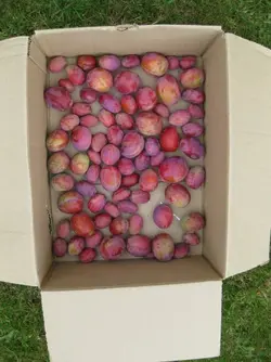 1st pick plums 19 Aug  2021.JPG