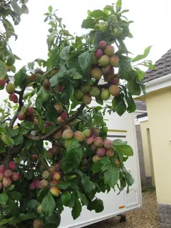 Plum Tree 19 Aug 2021 2.JPG