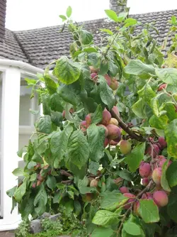 Plum Tree 19 Aug 2021 4.JPG