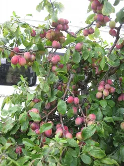 Plum tree 19 Aug 2021.JPG