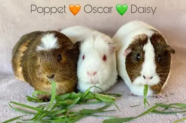 Daisy, Oscar and Poppet.webp