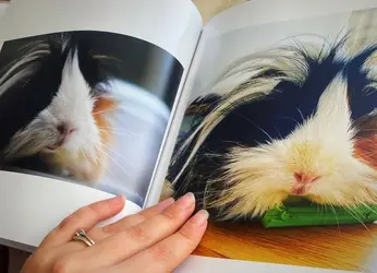 Photobooks: For memories | The Guinea Pig Forum
