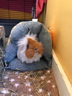 Floofy darling.webp