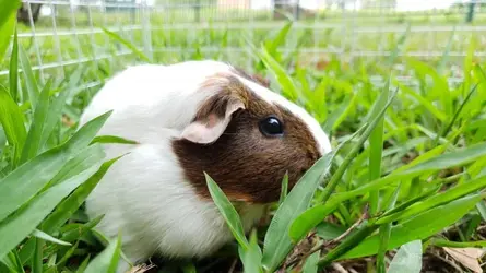 Daisy.webp Daisy.webp