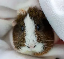 Daisy sleeping in cuddle sack.webp Daisy sleeping in cuddle sack.webp
