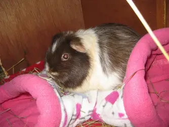 Patsy on Corner Tunnel.webp