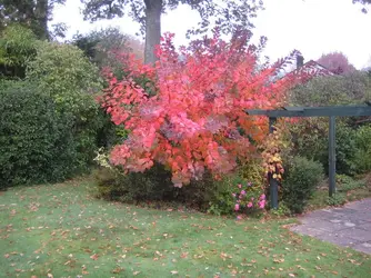 Smoke Bush 8 11 19.JPG