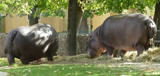 big_bums.webp