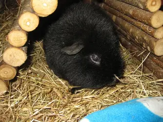 Meg in log arch.JPG