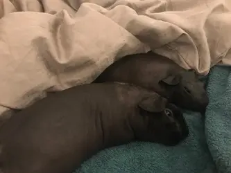 piggies.webp