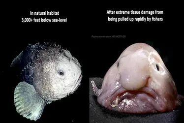 Blobfish-Reddit.webp Blobfish-Reddit.webp