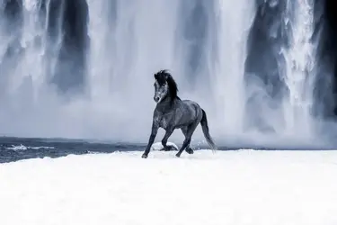 horses-of-iceland-66-1536x1024.webp