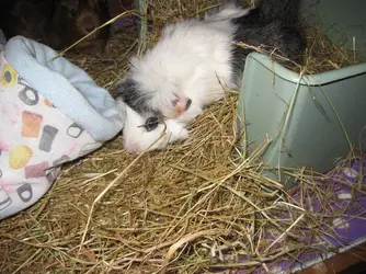 Lexi coming out of hay tray.webp