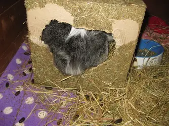 Lexi Bum in haycube.JPG