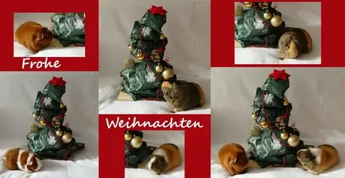 steppi_weihnachten.webp