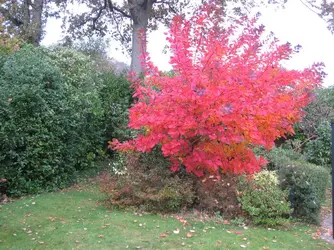 Smoke bush 20.22.21.webp