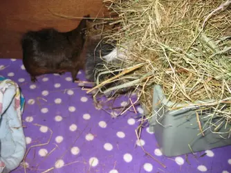 Lexi disappearing into hay pile.webp