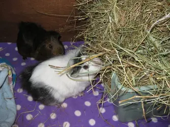 Lexi enjoying hay.webp