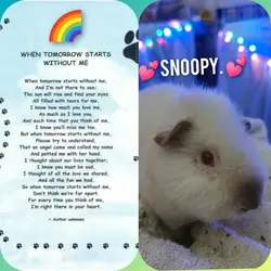 inCollage_20211124_060354190.webp