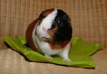odi_P1150593.webp