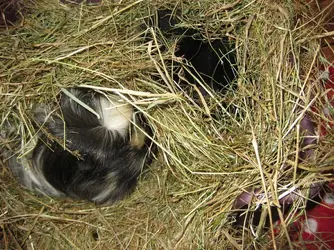 Betsy & Meg asleep in Hay Tray  .webp