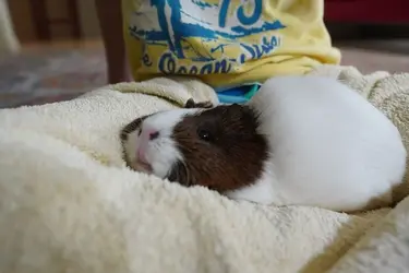 Daisy cuddles.jpg