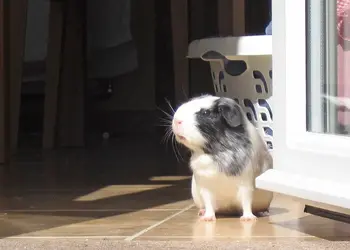 Ffion at the kitchen door.jpg