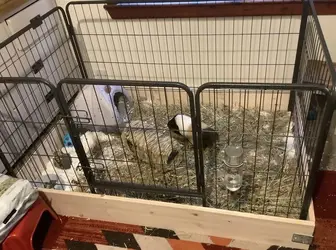 CAGE02.webp