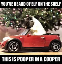 pooper in a cooper.webp