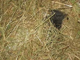 Lexi Bum Hay Nest.webp